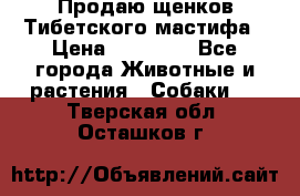Продаю щенков Тибетского мастифа › Цена ­ 45 000 - Все города Животные и растения » Собаки   . Тверская обл.,Осташков г.